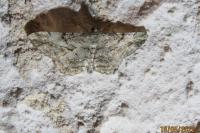 Peribatodes rhomboidaria rhomboidaria