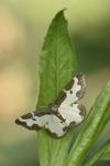Lomaspilis marginata