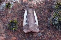 Ochropleura plecta