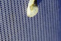 Cilix glaucata/hispanica