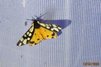 Arctia villica
