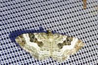 Epirrhoe alternata