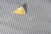 Rivula sericealis