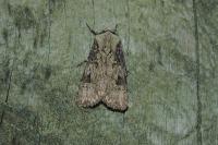 Agrotis puta