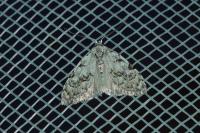 Nola confusalis