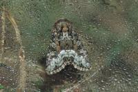 Oligia strigilis/versicolor