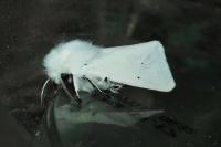 Spilosoma urticae