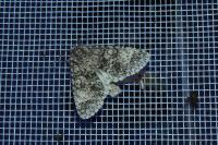 Acronicta megacephala