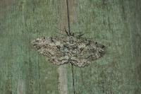 Peribatodes rhomboidaria rhomboidaria