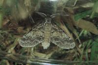 Gluphisia crenata