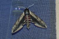 Sphinx ligustri