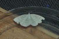 Cabera exanthemata