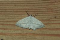 Scopula emutaria