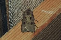 Agrotis exclamationis exclamationis