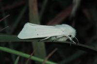Spilosoma urticae