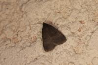 Nodaria nodosalis