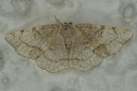 Stegania trimaculata