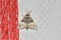 Drymonia dodonaea
