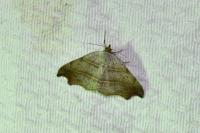 Laspeyria flexula