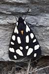 Arctia villica