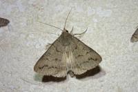 Clytie illunaris