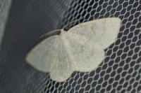 Cabera exanthemata