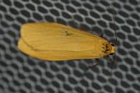 Wittia sororcula