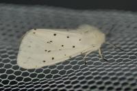 Spilosoma lubricipeda