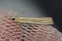 Crambus pascuella
