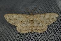 Hypomecis punctinalis