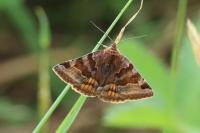 Euclidia glyphica