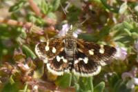 Eurrhypis guttulalis