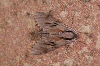 Hyloicus pinastri