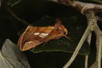 Plusia festucae