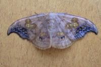 Sabra harpagula