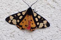 Arctia villica