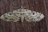 Eupithecia tantillaria