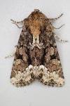 Oligia strigilis
