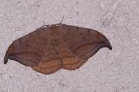 Drepana curvatula