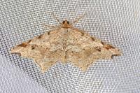 Macaria notata