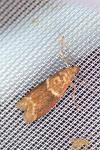 Cryptoblabes bistriga