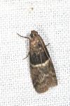 Elegia atrifasciella
