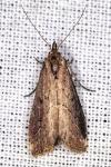 Schrankia costaestrigalis