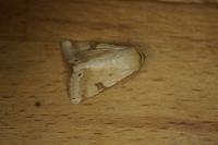 Heliothis peltigera