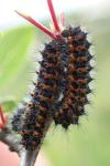 Saturnia pavonia