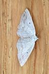 Lomographa temerata