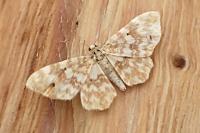 Hydrelia flammeolaria