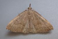 Pechipogo strigilata