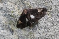 Aedia funesta