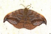 Drepana curvatula